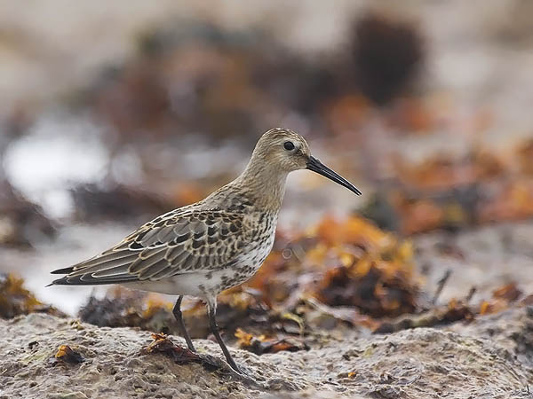 Suosirri, Dunlin, Calidris alpina